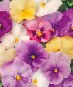 Set of 3 Pansy Live Plants - Assorted Mix-Color Blooms, 3-5 Inch Tall - Image 3