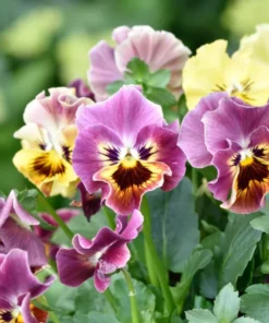 Set of 3 Pansy Live Plants - Assorted Mix-Color Blooms, 3-5 Inch Tall - Image 4