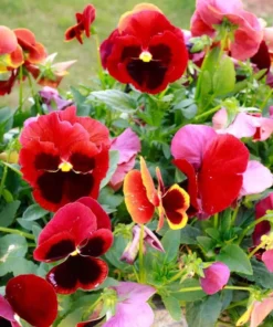 Set of 3 Pansy Live Plants - Assorted Mix-Color Blooms, 3-5 Inch Tall - Image 5