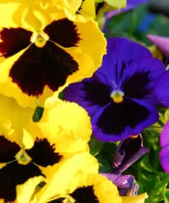 Set of 3 Pansy Live Plants - Assorted Mix-Color Blooms, 3-5 Inch Tall - Image 6