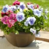 Set of 3 Pansy Live Plants - Assorted Mix-Color Blooms, 3-5 Inch Tall - Image 1