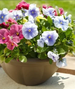 Set of 3 Pansy Live Plants - Assorted Mix-Color Blooms, 3-5 Inch Tall - Image 1