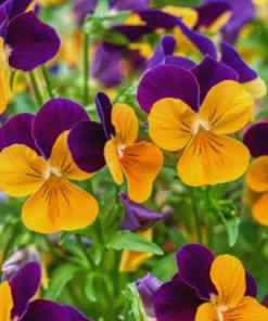 Set of 3 Pansy Live Plants - Assorted Mix-Color Blooms, 3-5 Inch Tall - Image 7