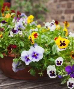 Set of 3 Pansy Live Plants - Assorted Mix-Color Blooms, 3-5 Inch Tall - Image 9