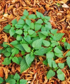 Set of 3 Stinging Nettle Bare Roots Live Plant - Hardy Outdoor Herb - Image 2
