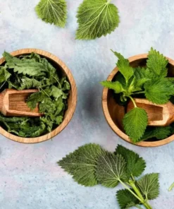 Set of 3 Stinging Nettle Bare Roots Live Plant - Hardy Outdoor Herb - Image 4