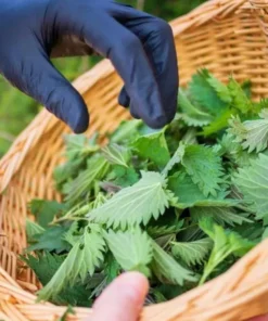 Set of 3 Stinging Nettle Bare Roots Live Plant - Hardy Outdoor Herb - Image 5