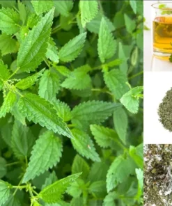 Set of 3 Stinging Nettle Bare Roots Live Plant - Hardy Outdoor Herb - Image 6