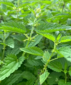 Set of 3 Stinging Nettle Bare Roots Live Plant - Hardy Outdoor Herb - Image 8