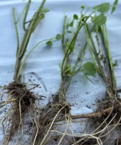 Set of 3 Stinging Nettle Bare Roots Live Plant - Hardy Outdoor Herb - Image 9