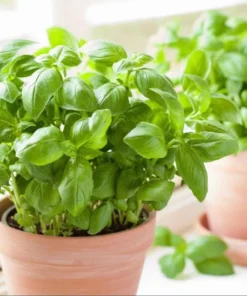Set of 3 Sweet Basil Live Starter Plants - 4