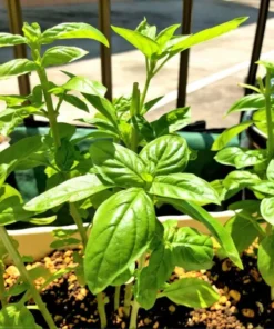 Set of 3 Sweet Basil Live Starter Plants - 4