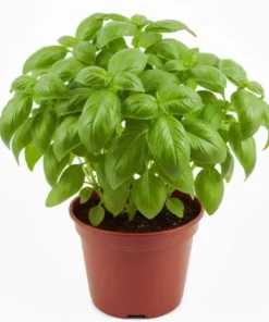 Set of 3 Sweet Basil Live Starter Plants - 4