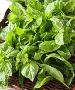 Set of 3 Sweet Basil Live Starter Plants - 4