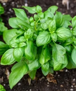 Set of 3 Sweet Basil Live Starter Plants - 4
