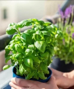 Set of 3 Sweet Basil Live Starter Plants - 4