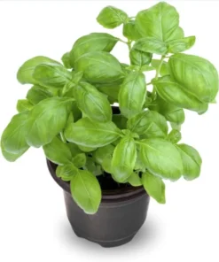 Set of 3 Sweet Basil Live Starter Plants - 4