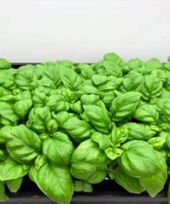 Set of 3 Sweet Basil Live Starter Plants - 4