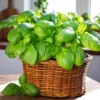 Set of 3 Sweet Basil Live Starter Plants - 4" Pot, Large Leaf Herb, 3"-5" Tall, Indoor/Outdoor - Image 1