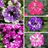 Set of 4 Mixed Sky Petunia Live Plants, Bicolor Trailing Flowers, 3-6" Tall - Image 1