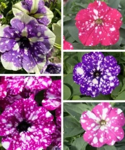 Set of 4 Mixed Sky Petunia Live Plants, Bicolor Trailing Flowers, 3-6