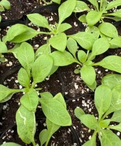 Set of 4 Mixed Sky Petunia Live Plants, Bicolor Trailing Flowers, 3-6