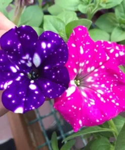 Set of 4 Mixed Sky Petunia Live Plants, Bicolor Trailing Flowers, 3-6
