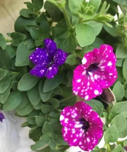 Set of 4 Mixed Sky Petunia Live Plants, Bicolor Trailing Flowers, 3-6