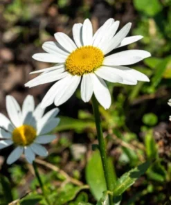 Shasta Daisy Lucille White Live Plant Plug - 1"-3" Tall Starter - Image 2