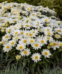 Shasta Daisy Lucille White Live Plant Plug - 1