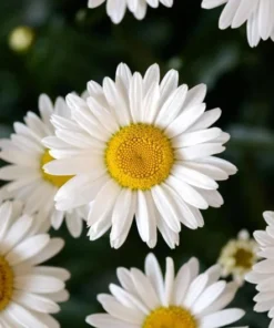 Shasta Daisy Lucille White Live Plant Plug - 1