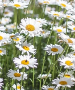 Shasta Daisy Lucille White Live Plant Plug - 1