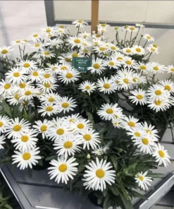 Shasta Daisy Lucille White Live Plant Plug - 1