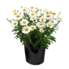 Shasta Daisy Lucille White Live Plant Plug - 1"-3" Tall Starter - Image 1