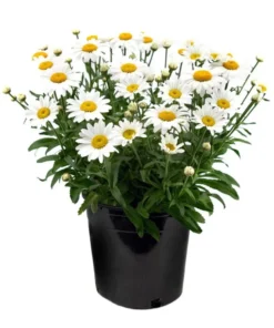 Shasta Daisy Lucille White Live Plant Plug - 1"-3" Tall Starter - Image 1