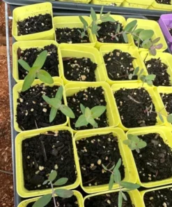 Silver Dollar Eucalyptus Live Plant Seedlings 2-4" Tall with Soil for Containers & Garden - Image 2