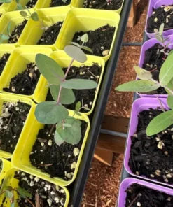 Silver Dollar Eucalyptus Live Plant Seedlings 2-4