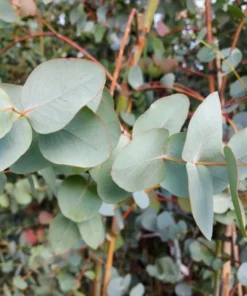 Silver Dollar Eucalyptus Live Plant Seedlings 2-4