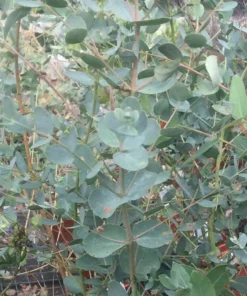 Silver Dollar Eucalyptus Live Plant Seedlings 2-4