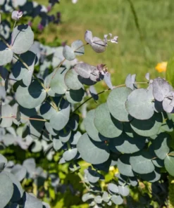 Silver Dollar Eucalyptus Live Plant Seedlings 2-4