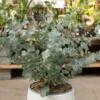 Silver Dollar Eucalyptus Live Plant Seedlings 2-4" Tall with Soil for Containers & Garden - Image 1