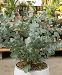 Silver Dollar Eucalyptus Live Plant Seedlings 2-4" Tall with Soil for Containers & Garden - Image 1