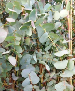 Silver Dollar Eucalyptus Live Plant Seedlings 2-4