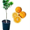 Sour Orange Tree Live Plant – 1 to 2 Feet Tall Citrus Fruit Tree – 1 Gallon Pot - Image 1