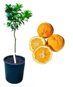 Sour Orange Tree Live Plant – 1 to 2 Feet Tall Citrus Fruit Tree – 1 Gallon Pot - Image 3