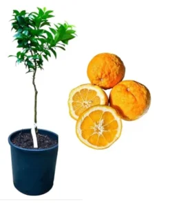 Sour Orange Tree Live Plant – 1 to 2 Feet Tall Citrus Fruit Tree – 1 Gallon Pot - Image 5