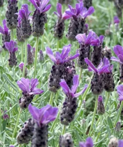 Spanish Lavender Live Plant – Deep Purple Flowering Herb – 3 Inch Pot – Full Sun - Image 2