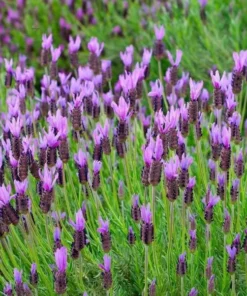 Spanish Lavender Live Plant – Deep Purple Flowering Herb – 3 Inch Pot – Full Sun - Image 3
