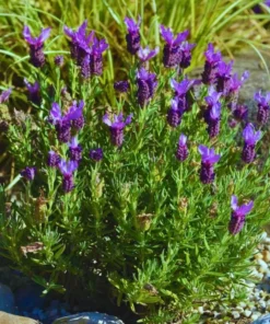 Spanish Lavender Live Plant – Deep Purple Flowering Herb – 3 Inch Pot – Full Sun - Image 5
