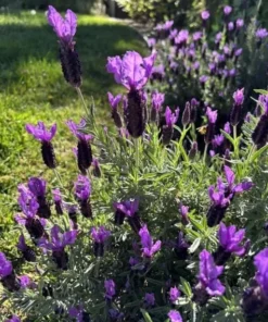 Spanish Lavender Live Plant – Deep Purple Flowering Herb – 3 Inch Pot – Full Sun - Image 6